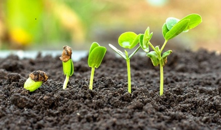 a seed growing